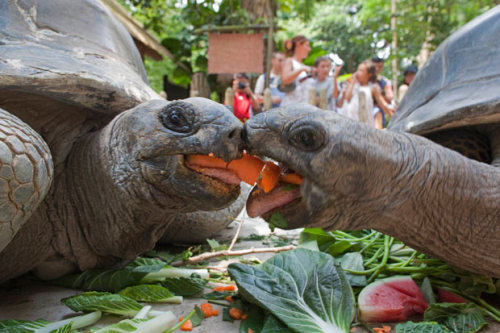 allcreatures:  Two Aldabra giant tortoises fight for a carrot during feeding time at the Singapore Zoo Picture: REUTERS/David Loh (via Pictures of the day: 7 September 2011 - Telegraph)  TRUE LOVE.