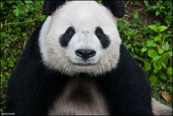fuckyeahgiantpanda:  A giant panda at the Beijing Zoo in China. © Spoonfork. 