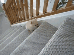the-absolute-funniest-posts:  Leo’s epic journey up the stairs.  [video] [moar Frogman GIFs] From thefrogman, follow thefrogman for more posts like this Follow this blog, you will love it on your dashboard 