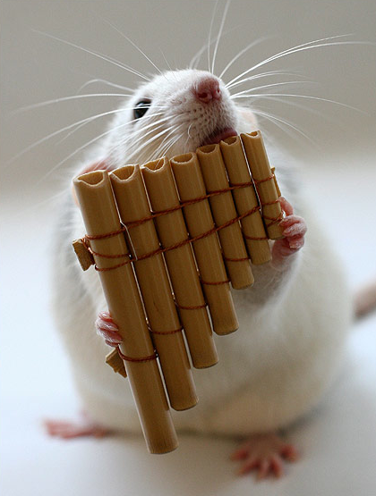 funny-pictures-uk:  A rat playing musical instruments! 