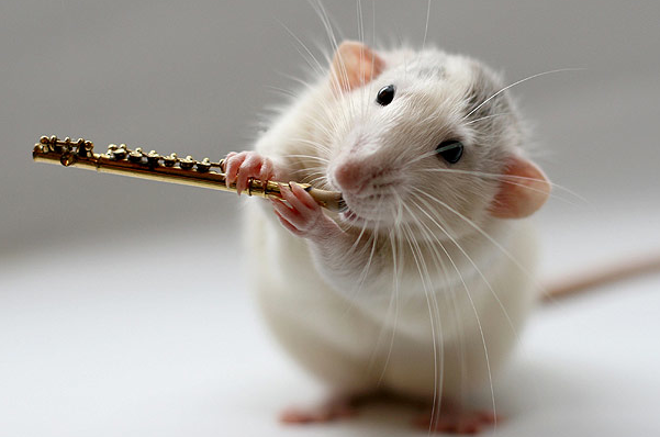 funny-pictures-uk:  A rat playing musical instruments! 