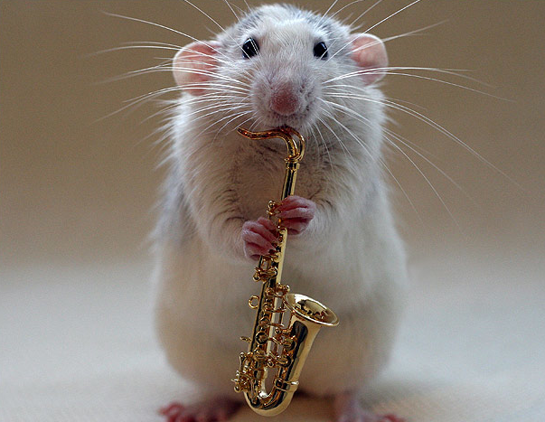 funny-pictures-uk:  A rat playing musical instruments! 