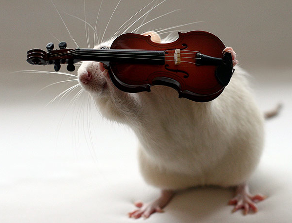 funny-pictures-uk:  A rat playing musical instruments! 