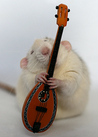 funny-pictures-uk:  A rat playing musical instruments! 