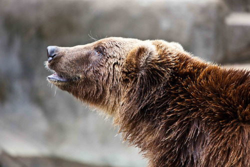 snowy-owls:Grizzly by Bill Varney on Flickr.