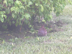 Barnaby came to visit me again &lsquo;v&rsquo; Its raining outside though :c