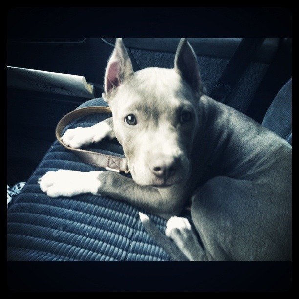 fuckyeahpitbullterriers:  Acacia! “Where we going, Mom?!” meetmeinjuturna submitted:
