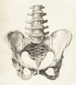 yushisworld:  Pelvic Bones Anatomy c. 1900’s