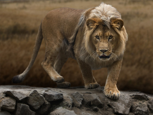 Porn llbwwb:  Lion,King of Beasts by Юрий photos