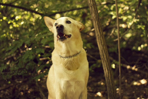 365/240 - Pete on Flickr. ©Rachel Marie Smith Photography