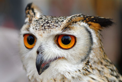 theanimalblog:  Indian Eagle Owl (by Andy