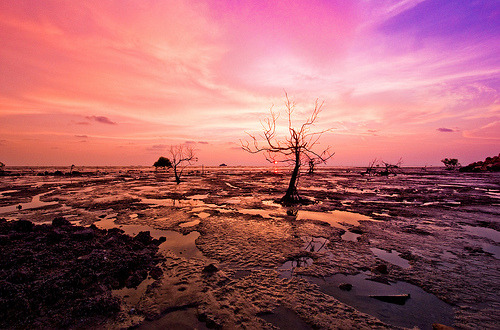 Purple Sunset (by Kok Chiann)