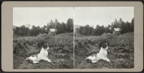 sugarmeows:Stereoview of of a country cat relaxing in a field (1918)