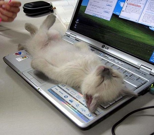 “I can’t reblogging anymore…”
Photo via OMG So Cute!