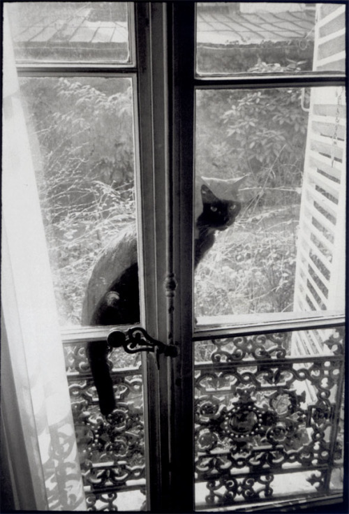 Henri Cartier-Bresson, Le chat sans maître, nd(source : Fondation Pierre Gianadda, ‘Henr