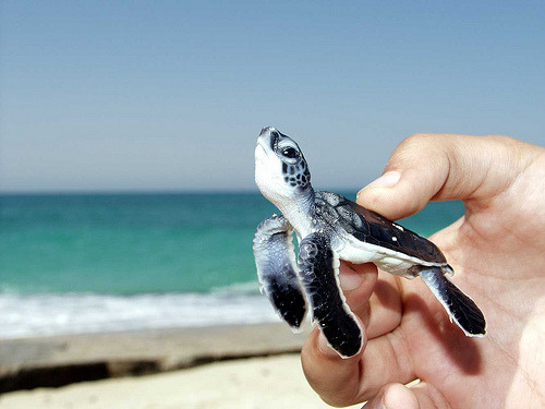 izkyoot:  baby sea turtle  画 