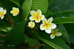 monde-exotique:  Yellow Frangipani Bunch 3 by Swami Stream on Flickr. Champa flowers, or Frangipani, in the outskirts of Bangalore, India.  تشتهر عندنا بالياسمين الهندي&hellip;