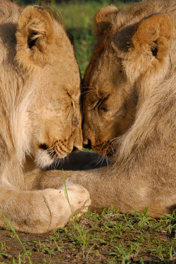 tigersandcompany:  (by Marleen Lammers) 