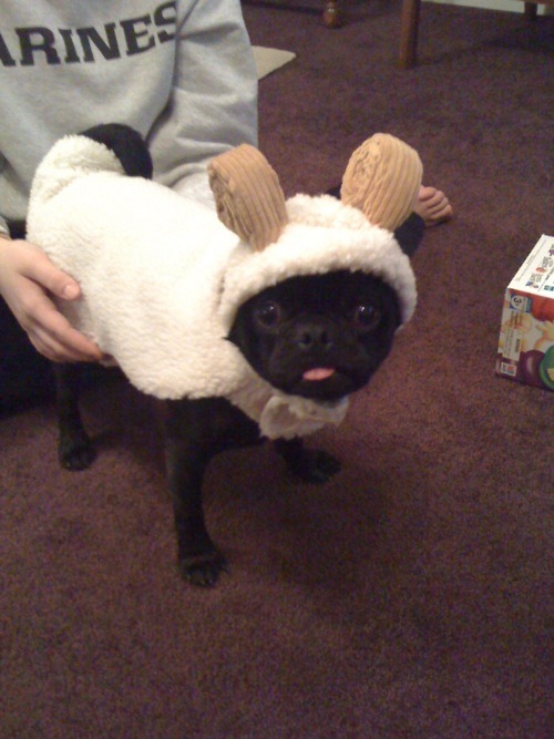 fyeahwrinklydogs:  catbountry:  cutepugpics:  Wait, is that a… Ram Pug?   Baaa.