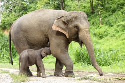 the-bohemian:  thesummernights:  stalking elephants in photography today, look at them awww  awwwwwwww :) 