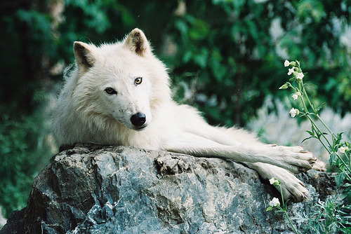 florselva:  ventio:  Greeting Wolf (by kvwcreations)  (via imgTumble) Me recuerda a Mononoke ♥