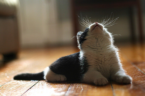 pie-nya:  (via Untitled | Flickr - Photo Sharing!) 