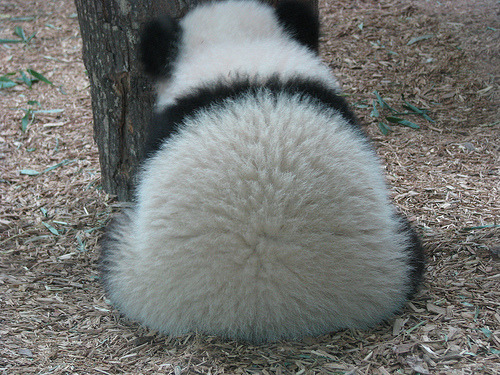 fuckyeahgiantpanda:  Xi Lan at the Atlanta Zoo on March 15, 2009. © Patty926. 