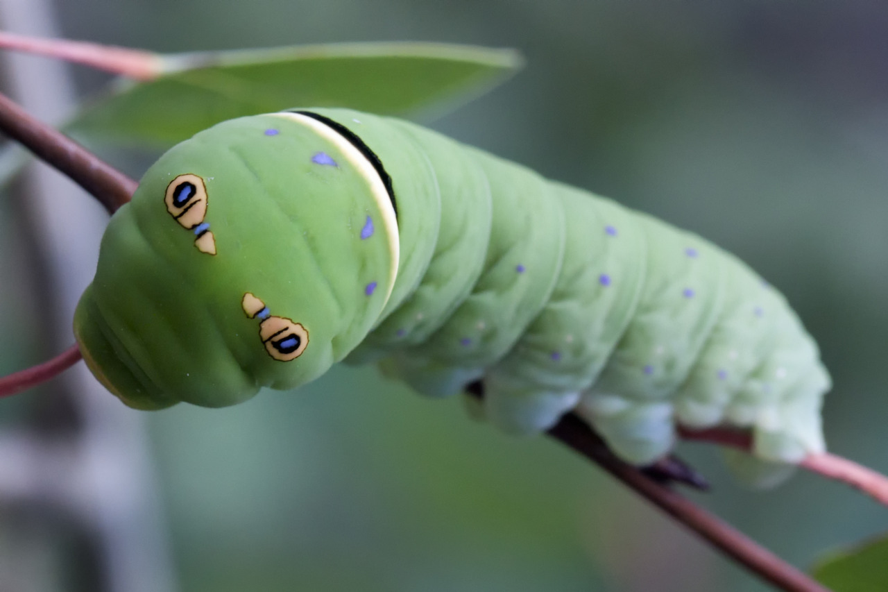 Textless This Tiger Swallowtail Caterpillar Was About Two