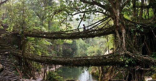 suzywire: exobiology:  Deep in the rainforests of the Indian state of Meghalaya, bridges are not built, they’re grown. For more than 500 years locals have guided roots and vines from the native Ficus Elastica (rubber tree) across rivers, using hollowed