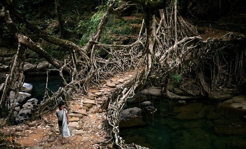 awesomethatisstuff:  once-in-a-blue-moon:  exobiology:   Deep in the rainforests of the Indian state of Meghalaya, bridges are not built, they’re grown. For more than 500 years locals have guided roots and vines from the native Ficus Elastica (rubber