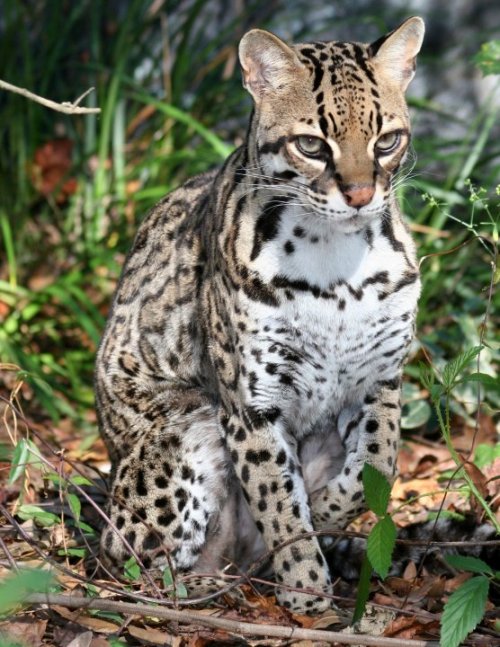 rhamphotheca:Scenes from Big Cat Rescue:  Nirvana the Ocelot (Leopardus pardalis)(via: Big Cat Rescu