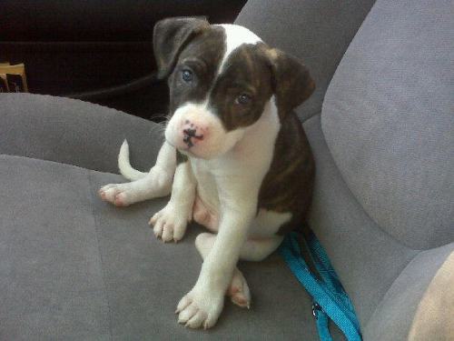 ohyeahadorablepuppies: Stanley, my 6 week old pit bull puppy :) Submitted by livelearnquit AWWWWWWWW