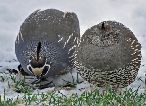 Sex rabbithugs:  fat-birds:  Quail Couple by pictures