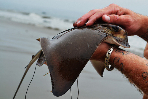 callmekitto:  can we talk about how rays are just the darlingest of sea creatures