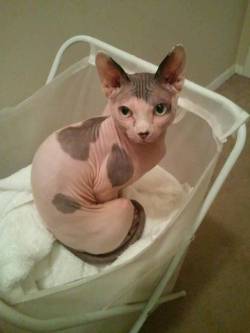 pinkmagicwoman:  Lugosi loves laundry right from the dryer  Lugosi is the most perfect name for a sphynx cat I&rsquo;ve ever seen.