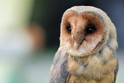 thehermione:  Oh, how I love owls. Once I