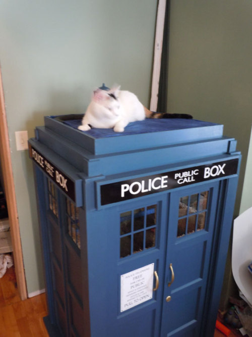 prettylikedrugss: bohemianarthouse: Cat TARDIS Where can I get one? I want…um…I mean m