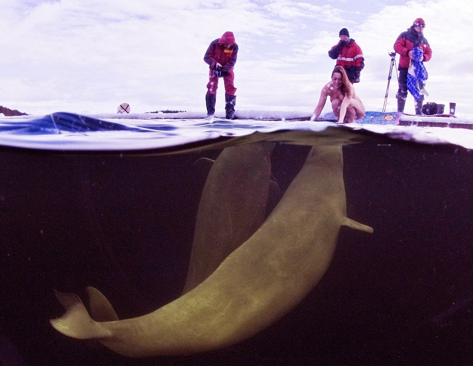Scientist takes off clothes to go swimming with belugas. In the wild they will not