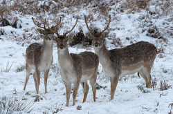 adessive:  Fallow Deer (by kev747) 