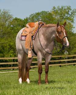 Quarter Horse; Sass, Class &Amp; Ass