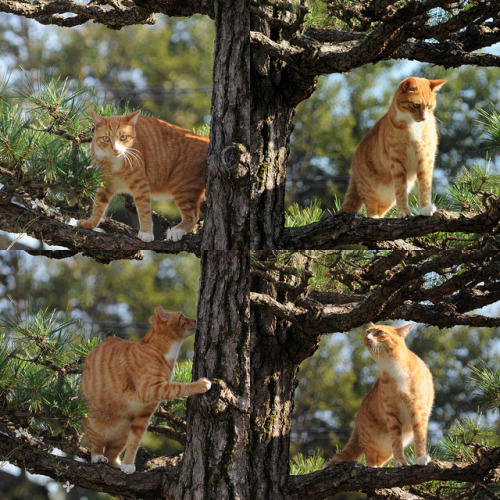 jmimur:Tree climber on Flickr.吉田君木登り四態