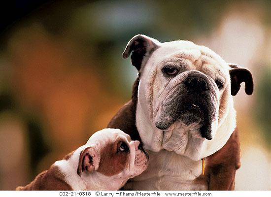 English Bulldog Love