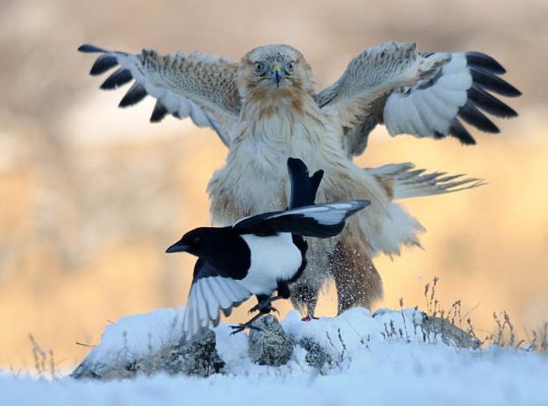 magicalnaturetour:  Long-legged buzzard vs Magpie, Shumen, Bulgaria, photo by Radoslav