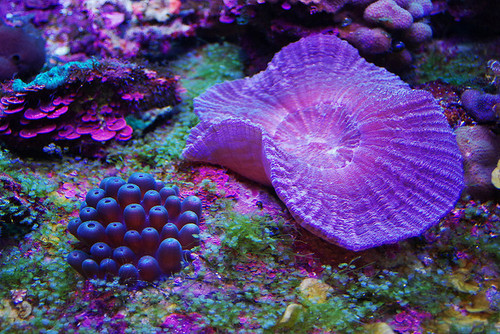 alwaysanoriginal:  fairytrash:  Purple Coral  Loooooove <3 