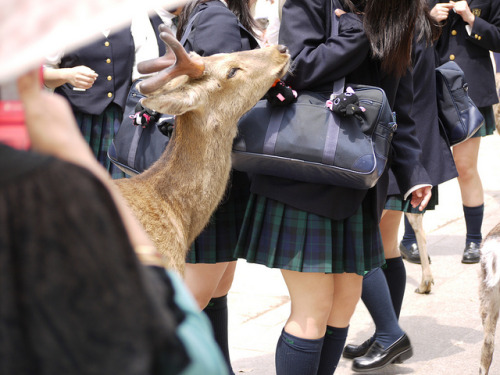 kularika378: 2011/05/06 奈良-四日目 on Flickr. 