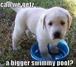 filo-swag:  that-filipino-kid:   FOR YOU PUPPY, ALL THE SWIMMY POOLS omg omg aw I WILL GET YOU EVERY SWIMMING POOL EVER  sure. will getz da biggezt swimmy poolz 