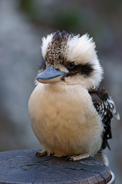 fat-birds:  kookaburra laughs in the old gum tree 