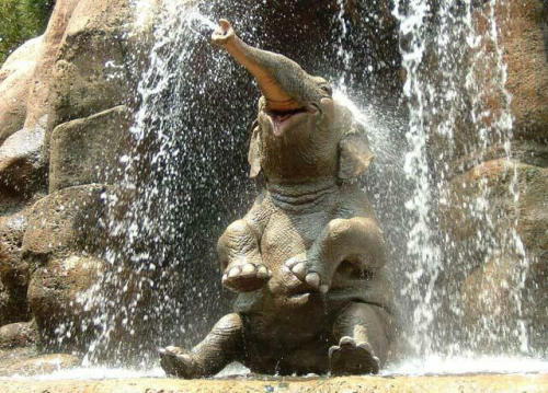 funny-pictures-uk: You will never be as happy as the happy elephant. IT&rsquo;S TRUE