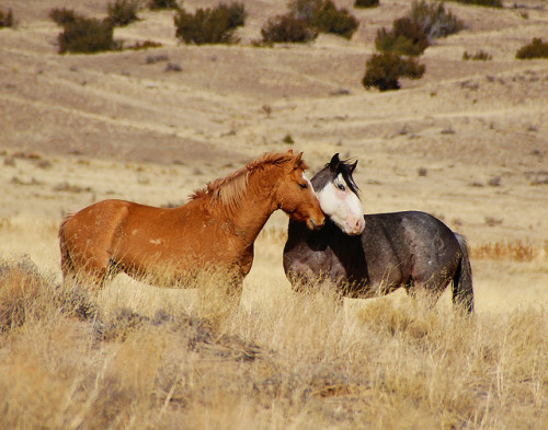 theequus - Wild Horse Love by nmjeeptours on Flickr.