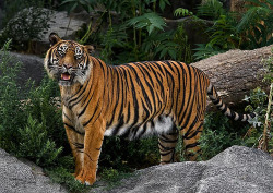 llbwwb:  Sumatran Tiger (by Blitzknips)